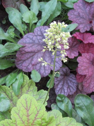 28 august - 2015 plantele mele - III