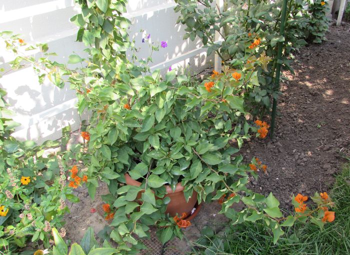 bouganvillea orange - 2015 plantele mele - III