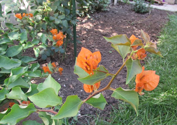 29 august - 2015 plantele mele - III