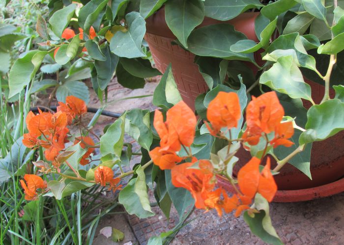 bouganvillea - 2015 plantele mele - III