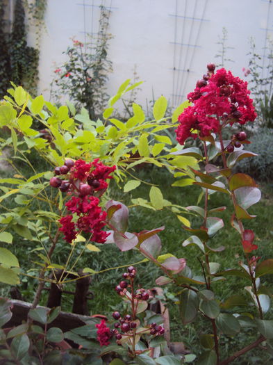 DSC05932 - Lagerstroemia indica