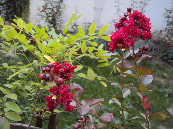 DSC05934 - Lagerstroemia indica