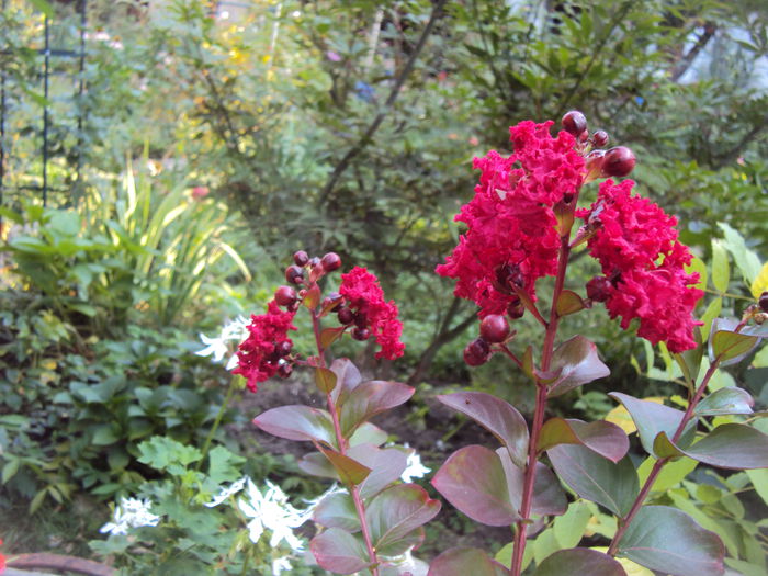 DSC05937 - Lagerstroemia indica