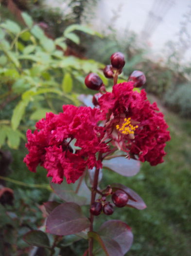DSC05904 - Lagerstroemia indica