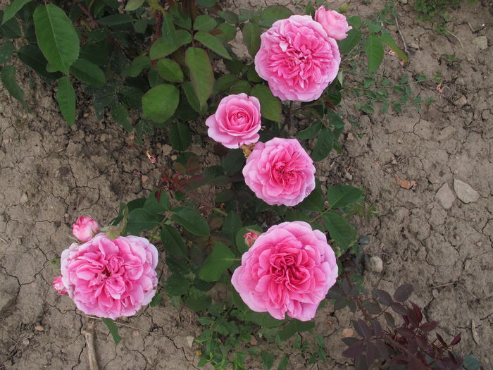 Gertrude Jekyll