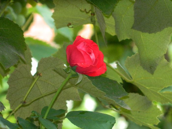 DSCN6715