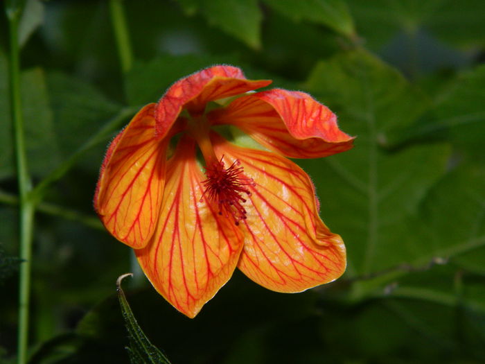 DSCN6750 - 2015_SEPTEMBRIE