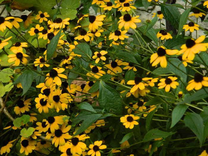 DSCN6768 - 2015_SEPTEMBRIE