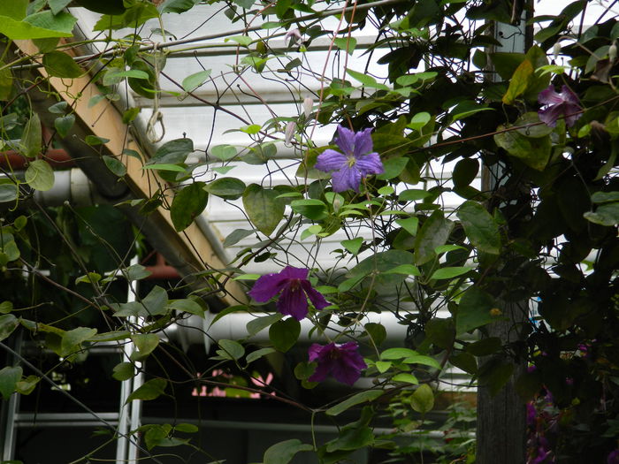 DSCN6770 - 2015_SEPTEMBRIE