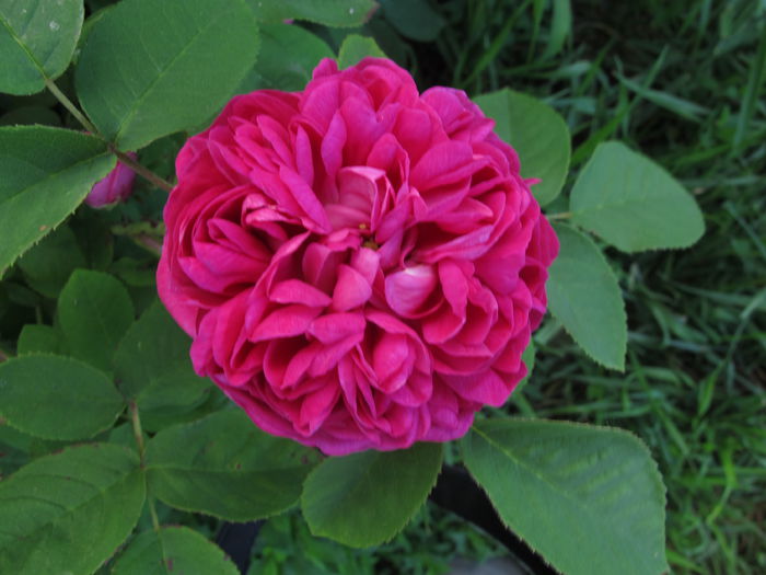 rose de rescht_4239