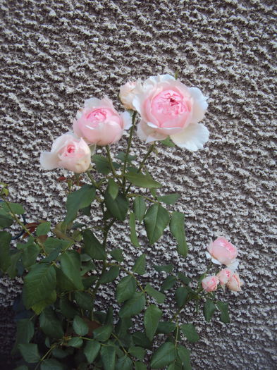 DSC05026 - The Wedgwood Rose