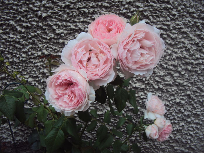 DSC05123 - The Wedgwood Rose