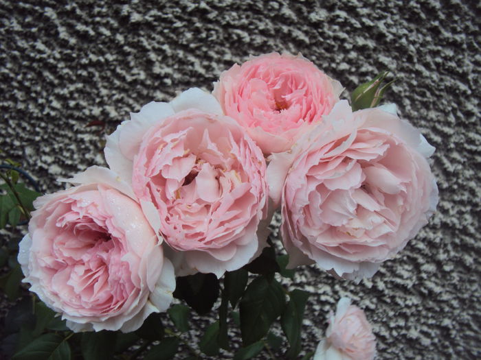 DSC05124 - The Wedgwood Rose