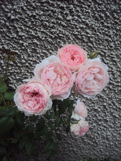DSC05125 - The Wedgwood Rose