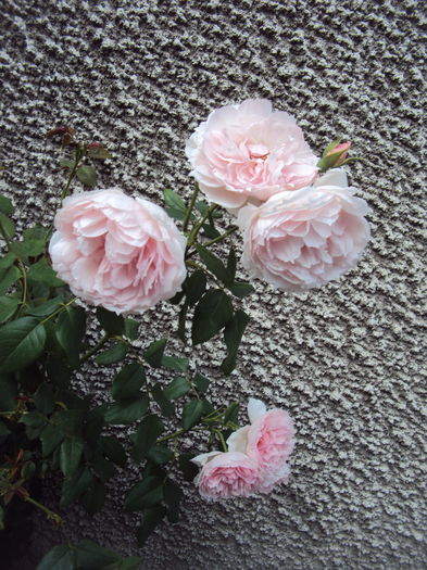 DSC05209 - The Wedgwood Rose