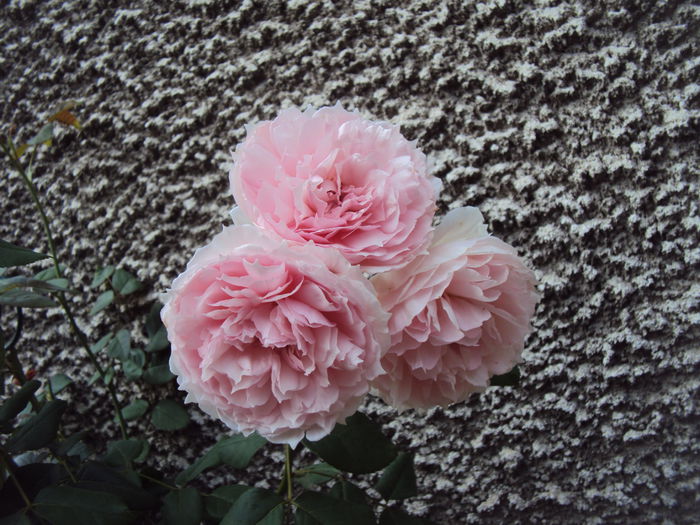 DSC05212 - The Wedgwood Rose