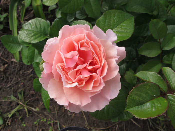 twiggy's rose - TRANDAFIRI  -TOAMNA 2015