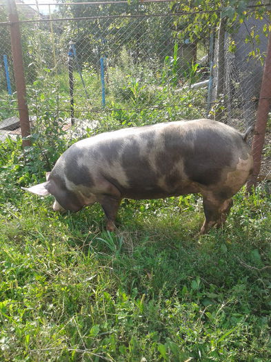 2015-08-26 09.35.56 - Porci De Vanzare 2015