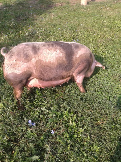 2015-08-26 09.32.10 - Porci De Vanzare 2015