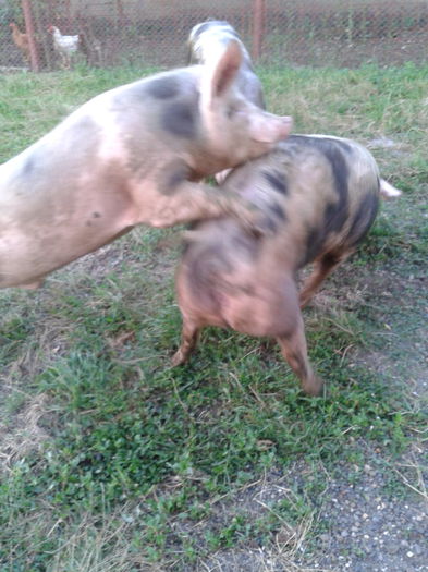 2015-07-26 20.28.52 - Porci De Vanzare 2015