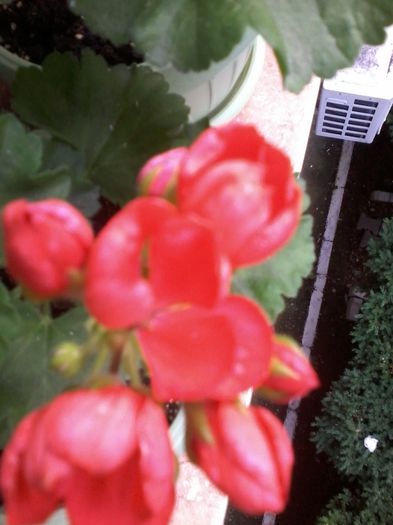 MUSCATA LALEA; Muscata lalea!
