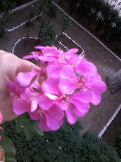 CURGATOARE - Muscate