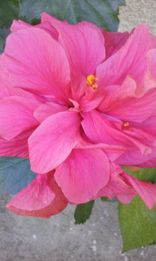 20150902_165844 - Hibi Dianthoides Pink