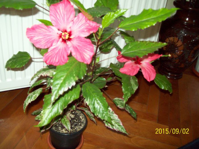 103_5099 - Hibiscusi 2015
