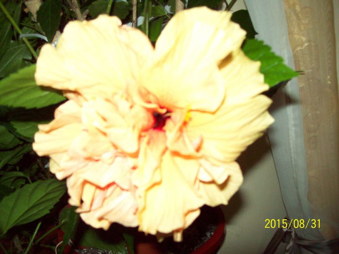 103_5085 - Hibiscusi 2015