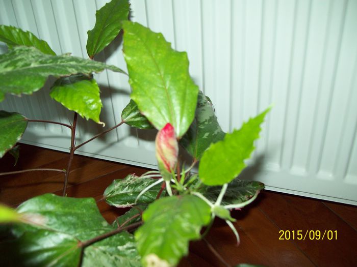 103_5090 - Hibiscusi 2015