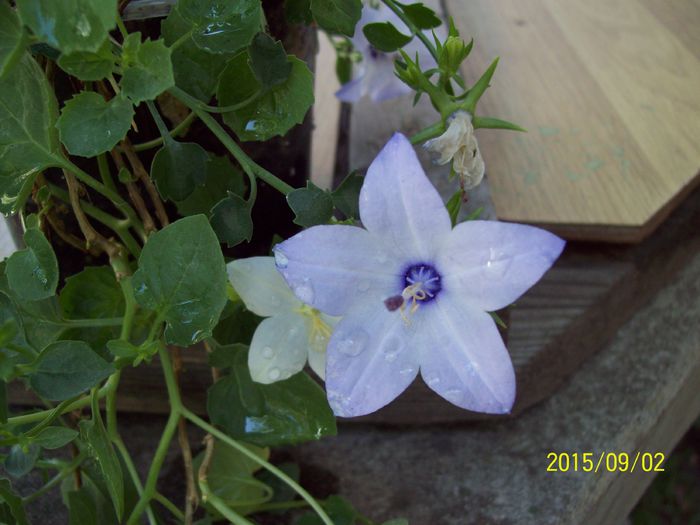 103_5115 - Campanula