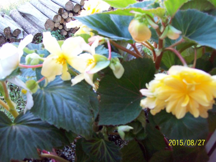 103_5084 - Begonia