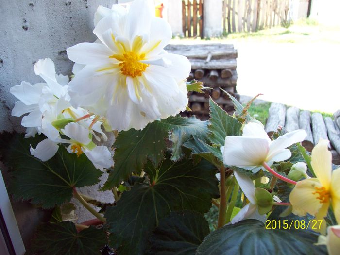 103_5082 - Begonia