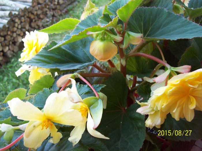 103_5083 - Begonia