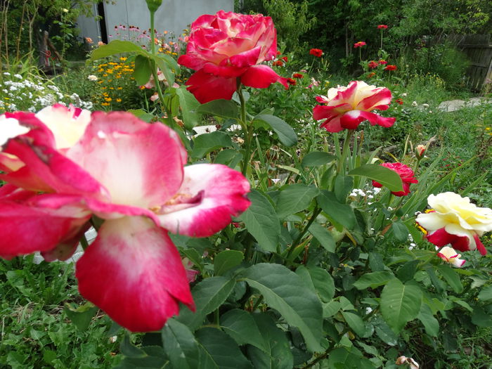 DSC00202