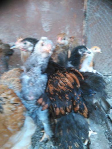 IMG_20150831_091857 - 002 Vanzare  oua pui si tineret 2015