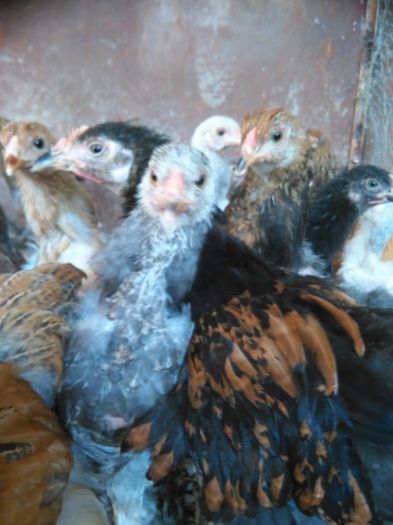 IMG_20150831_091859 - 002 Vanzare  oua pui si tineret 2015