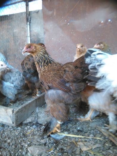 IMG_20150831_092213 - 002 Vanzare  oua pui si tineret 2015