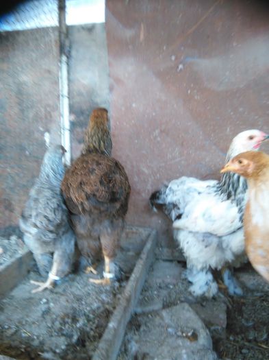 IMG_20150831_092220 - 002 Vanzare  oua pui si tineret 2015