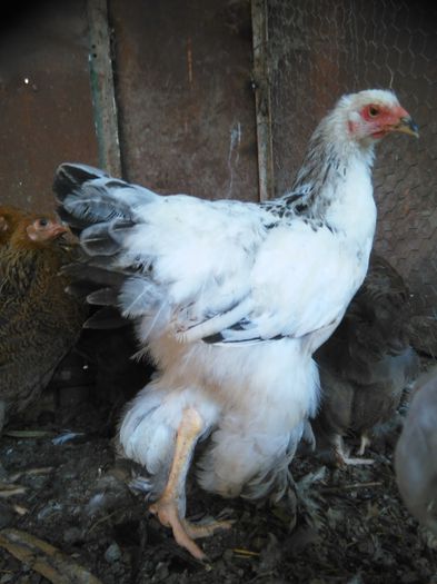 IMG_20150831_092229 - 002 Vanzare  oua pui si tineret 2015