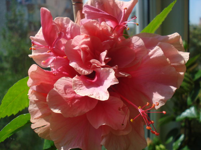 DSC03375 - Hibiscus Kona