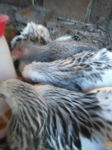 IMG_20150902_191607 - 002 Productie 2015