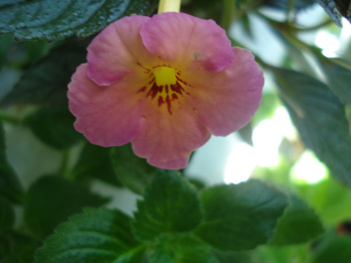DSC03383 - FLORI 2015
