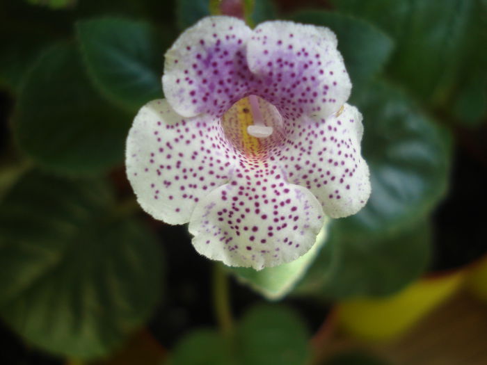 DSC03384 - FLORI 2015