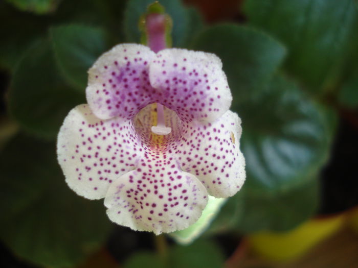 DSC03385 - FLORI 2015