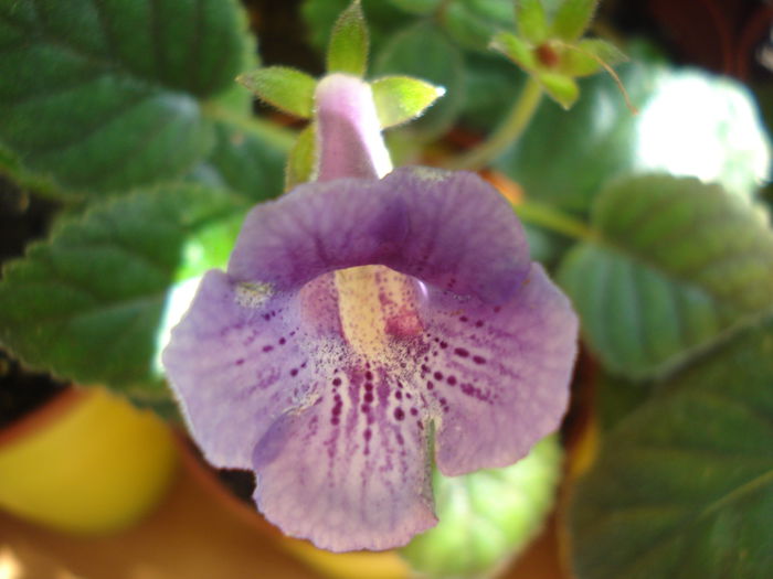 DSC03386 - FLORI 2015