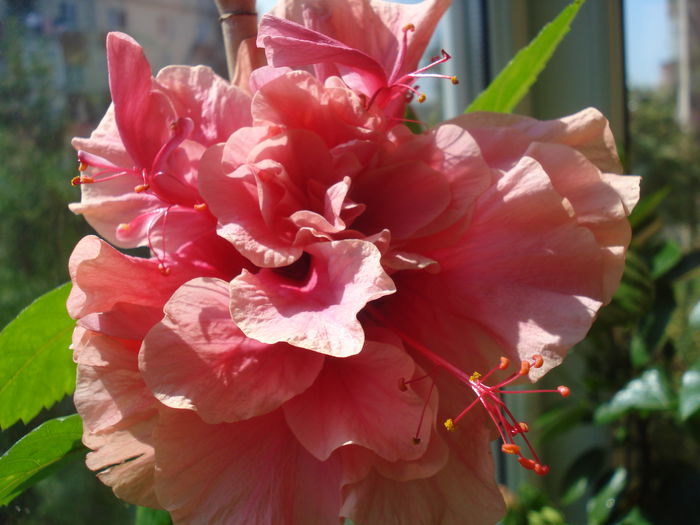 DSC03378 - FLORI 2015