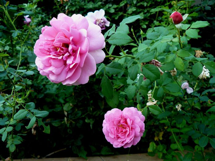 Princess Alexandra of KEnt