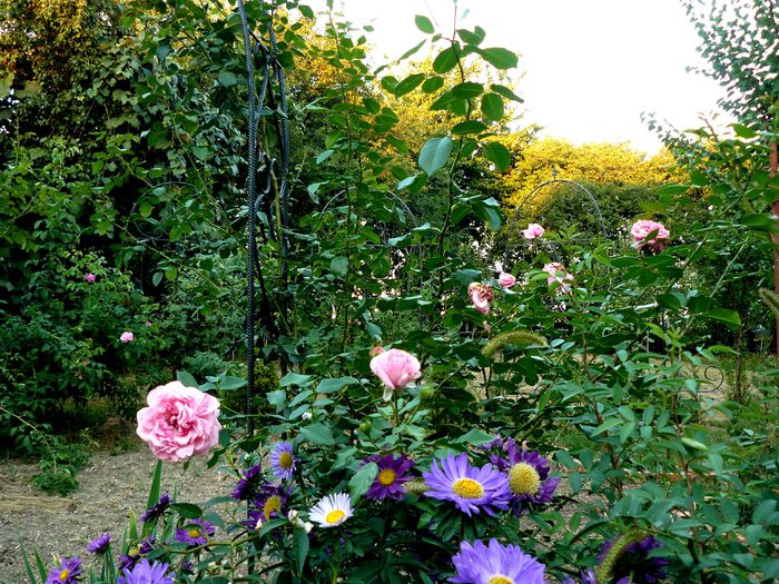 Coral Down urias la 1an