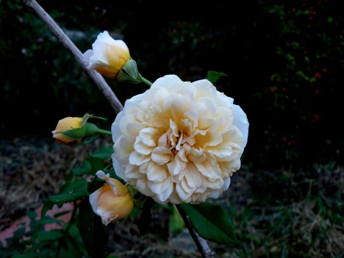 Buff Beauty de la Sanflora  !